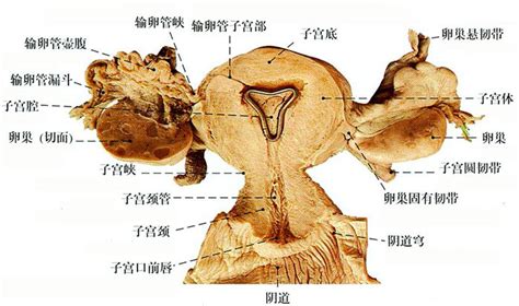 女人的阴|阴道（女性生殖器官）